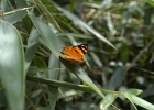 Samerica (2)  Butterfly in Iguazu